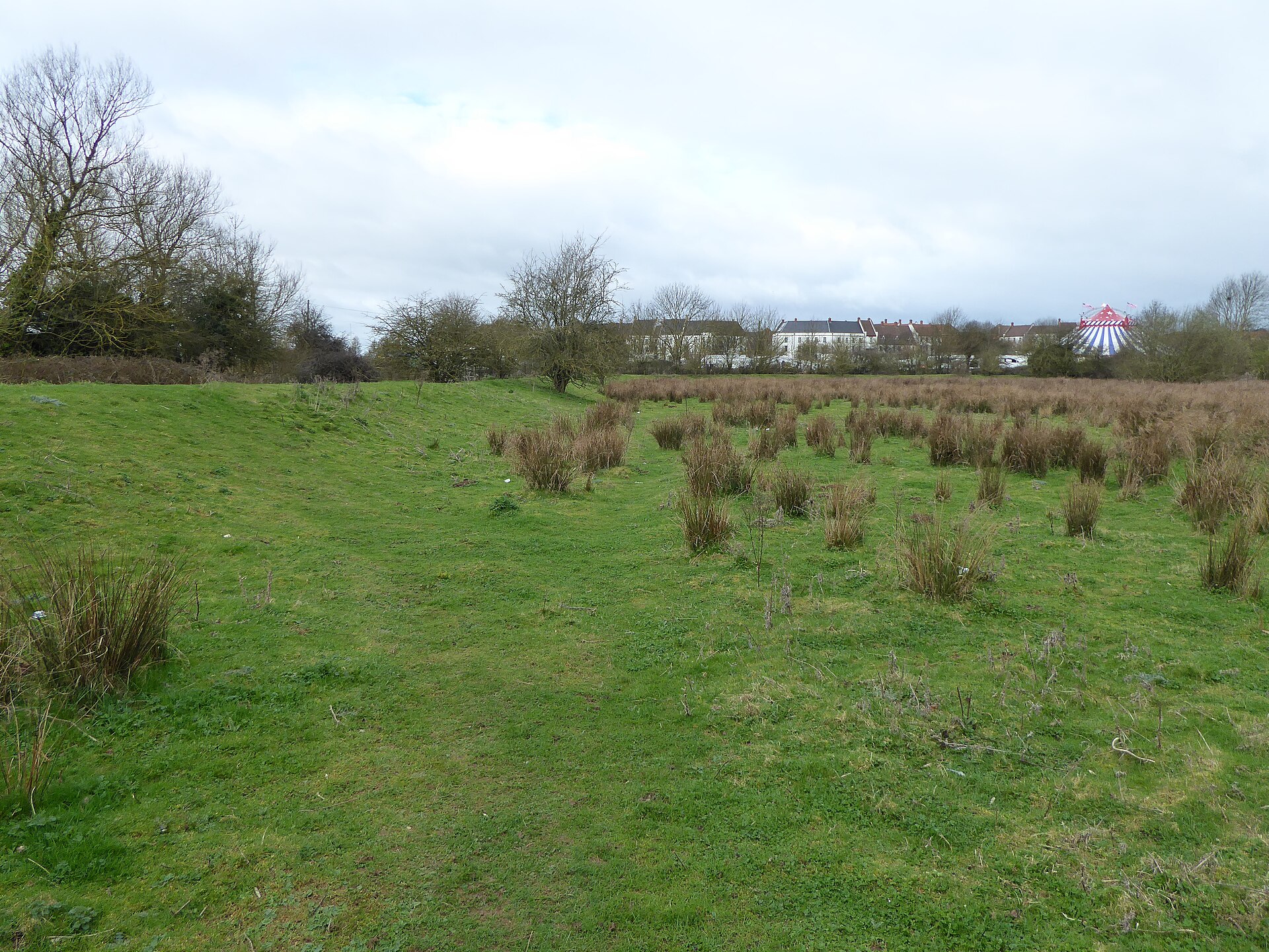 Mill Meadow