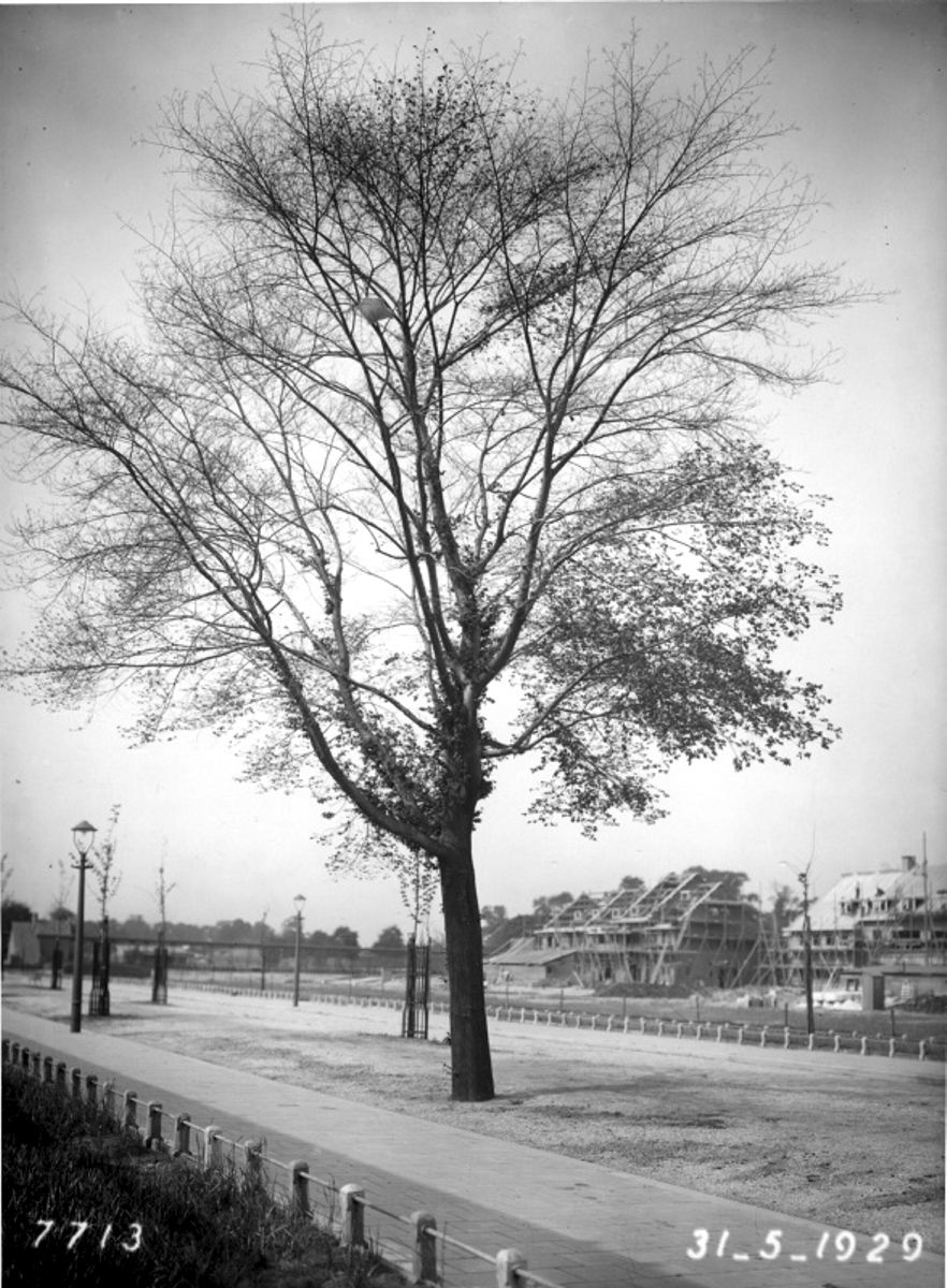 Gezicht op de Laan van Woudestein. Op de achtergrond de huizen in aanbouw aan de Oudorpweg, 1929. In dit bouwproject werden negen huizen en een dubbele villa gerealiseerd naar ontwerp van Henri J.C. van Ingen. (bron [1] )