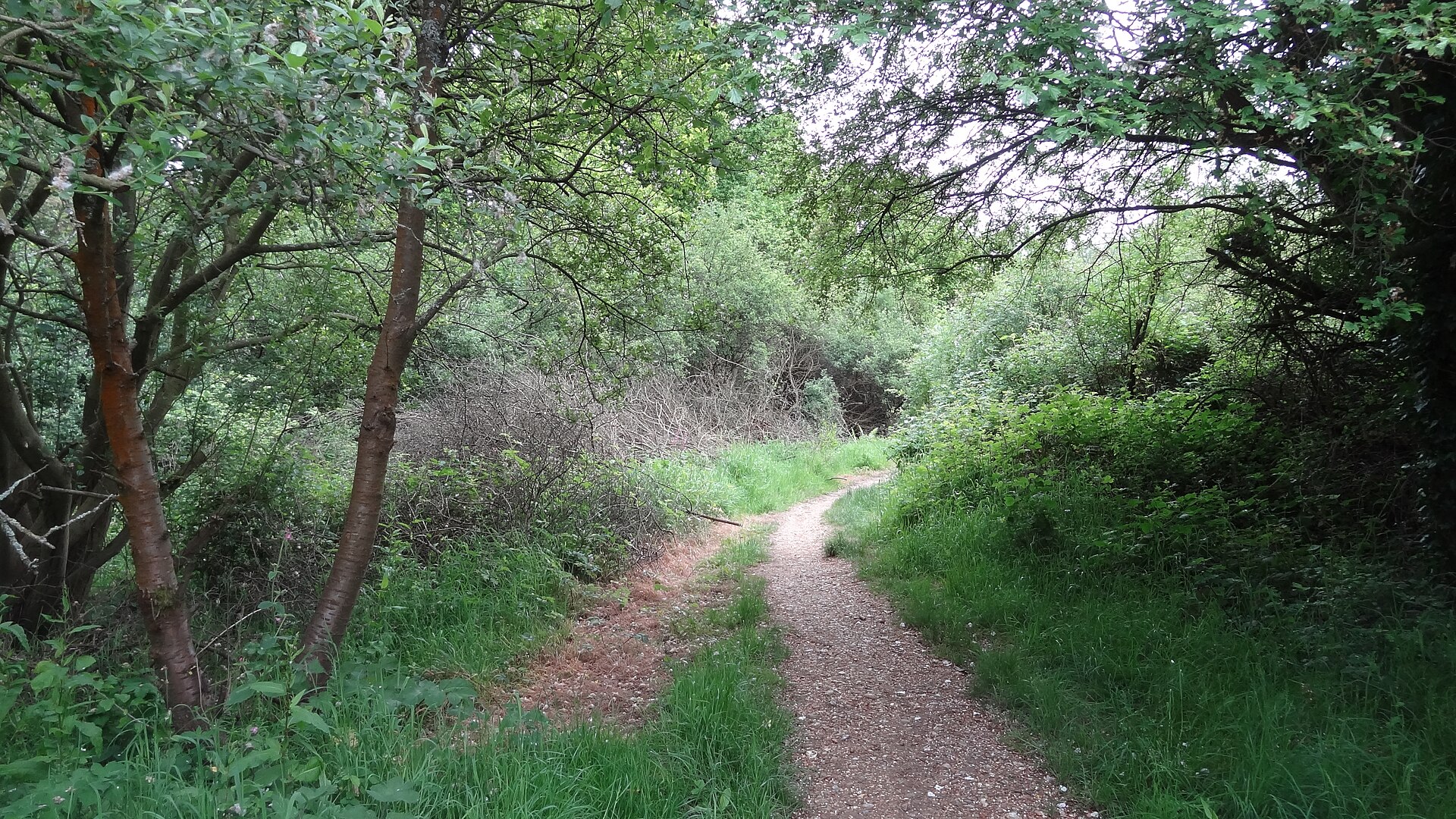 Ten Acre Wood in Yeading, London