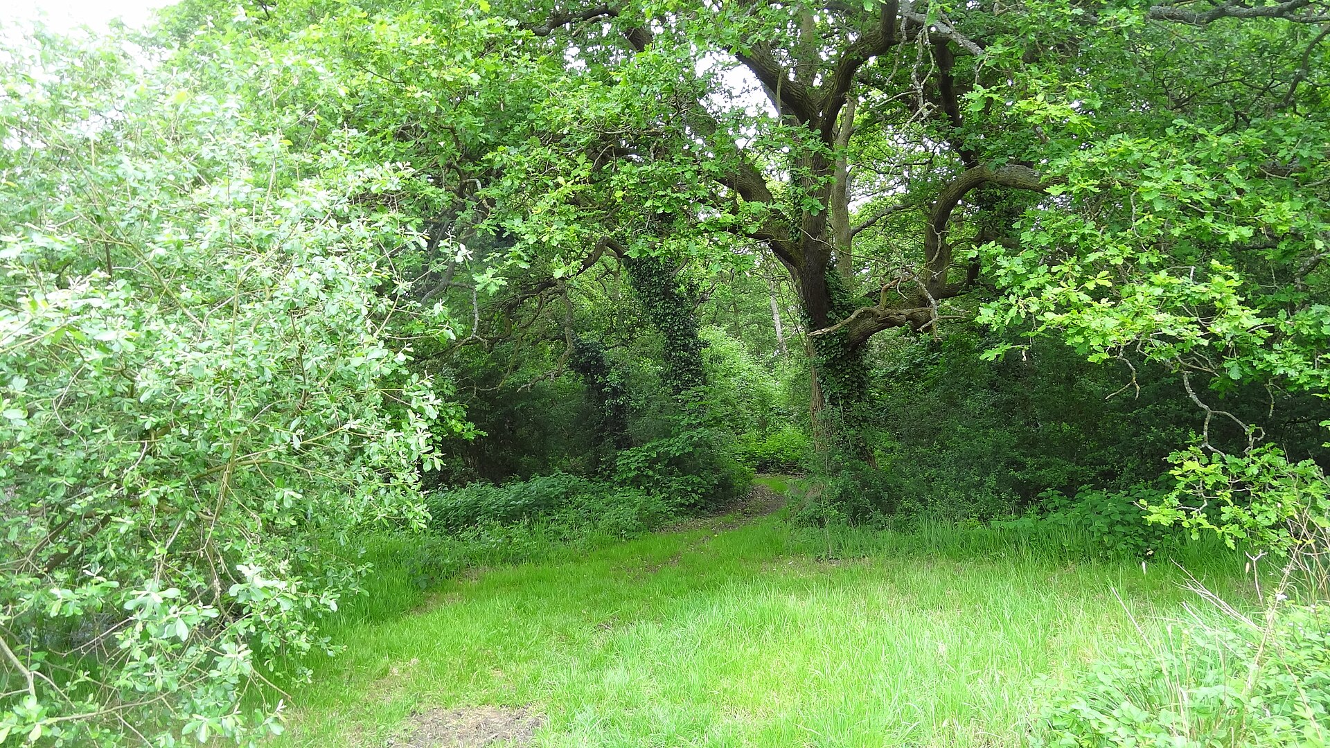 Ten Acre Wood in Yeading, London