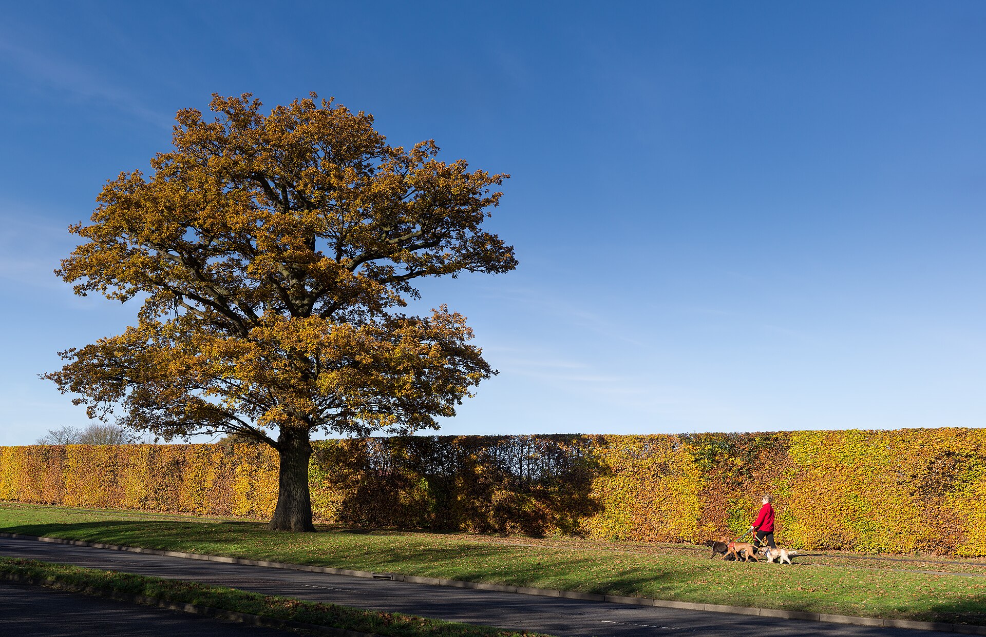 An oak tree and tall hedge show autumn colours. Broadhall Way in Stevenage is a dual carriageway road with cycle path alongside. A young lady is walking with four dogs. The image was taken with a 50mm lens; f8; 1/200 s; ISO 100 and is composed of 24 landscape shots in four rows stitched together usi