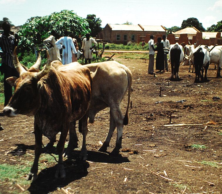 Cattle market in Wau, Sudan